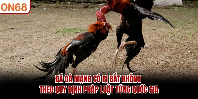 đá gà mạng có bị bắt không
