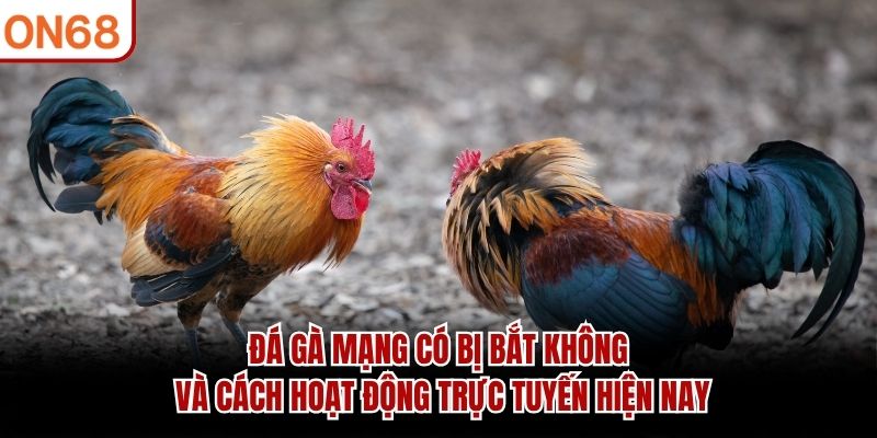 đá gà mạng có bị bắt không