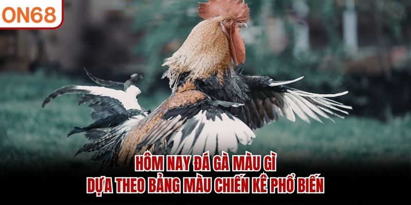 Hôm nay đá gà màu gì