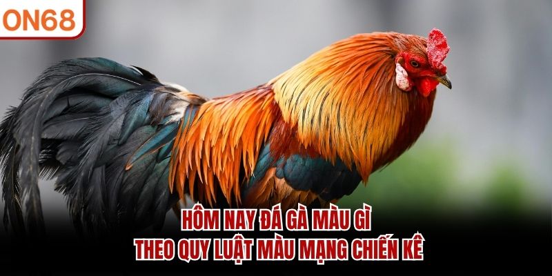 Hôm nay đá gà màu gì